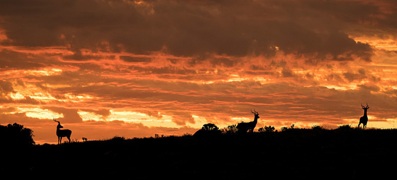 Safari sunset - Wildlife