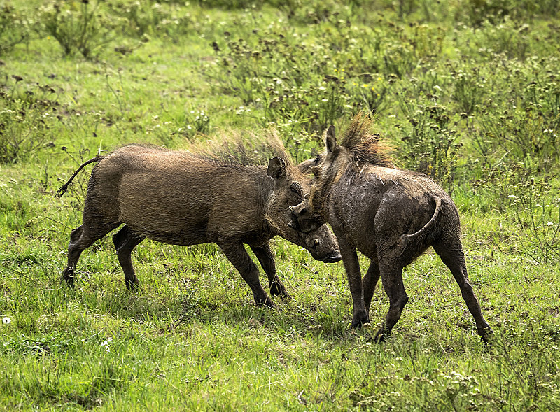 Warthogs fighting - Wildlife