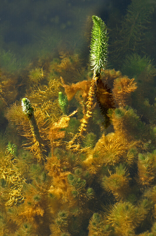 Underwater forest - Recent Work