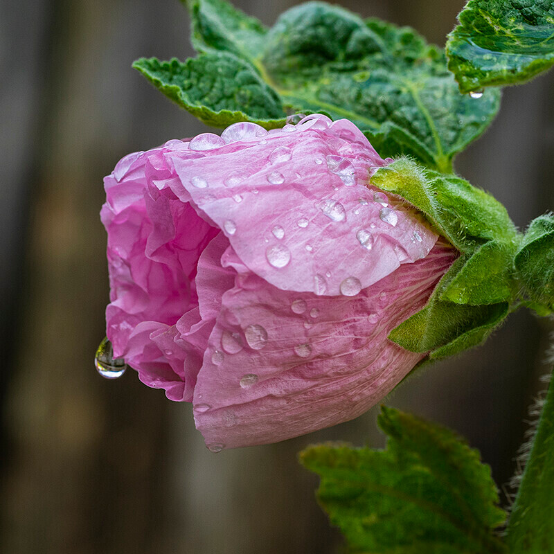Hollyhock in the rain - Recent Work