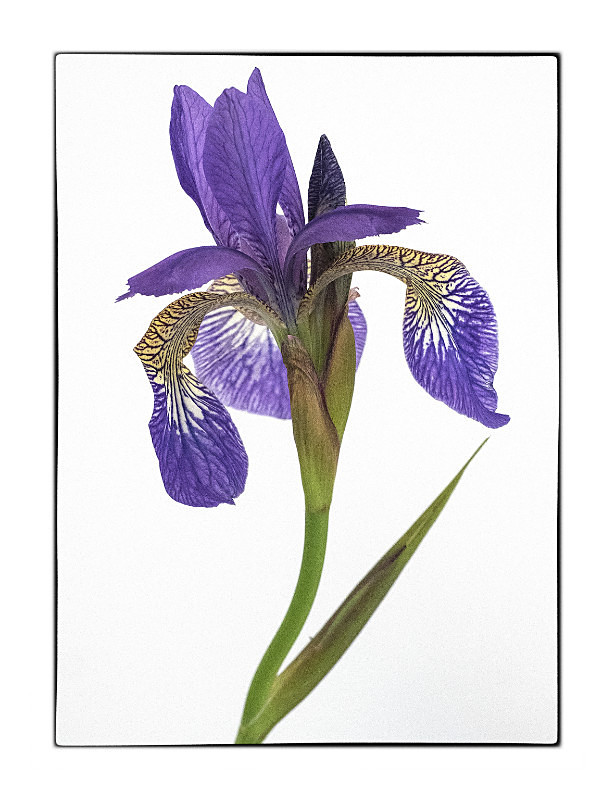 Siberian Iris - Flora
