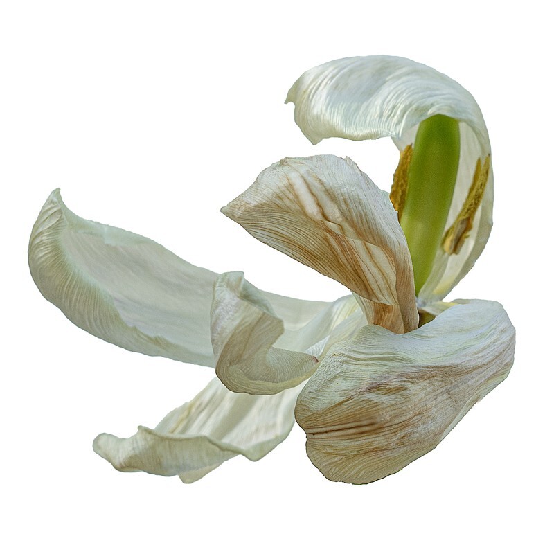 07 - Abstract Flowers