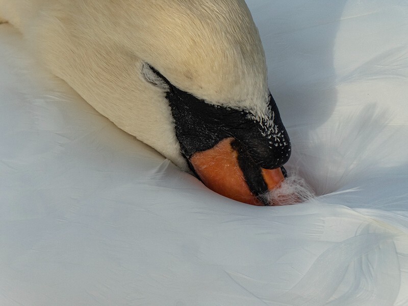 Sleeping Swan - Wildlife