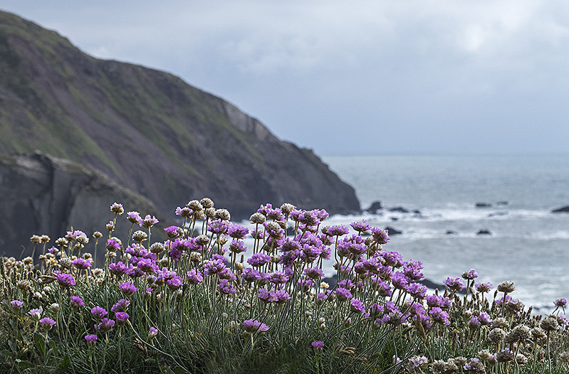 Thrift at Hartland Quay - Landscape