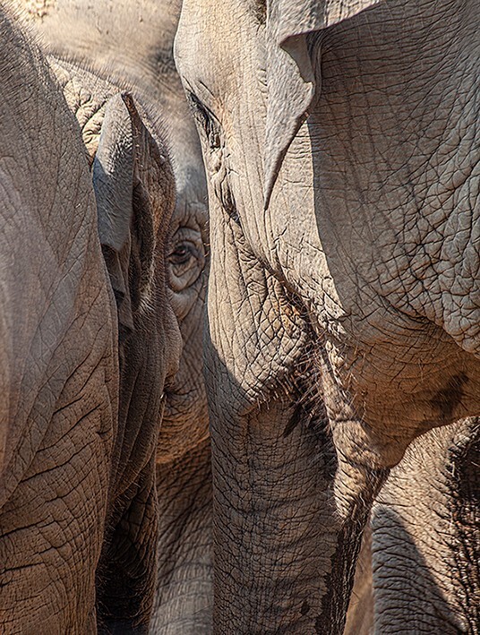 Elephant Parley - Wildlife