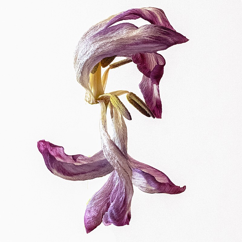 09 - Abstract Flowers