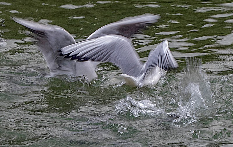 Gulls fighting for food - Wildlife