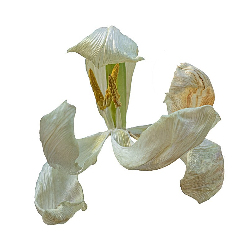 06 - Abstract Flowers