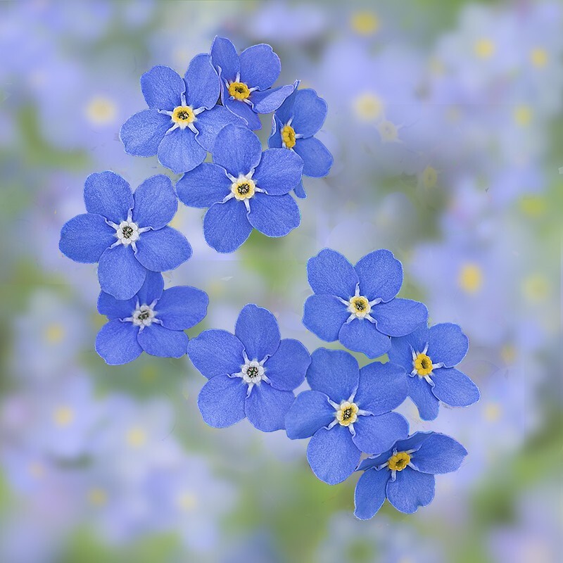 Forget me not - Abstract