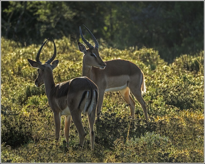 Keeping watch - Wildlife