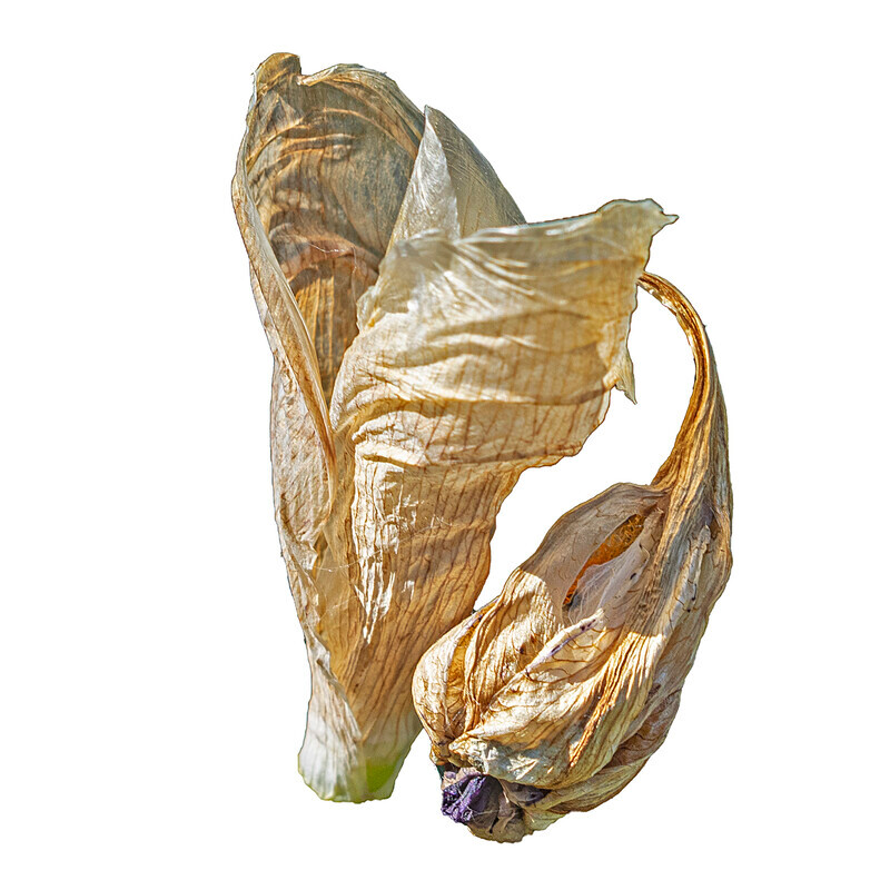 Bearded Iris 06 - Abstract Flowers