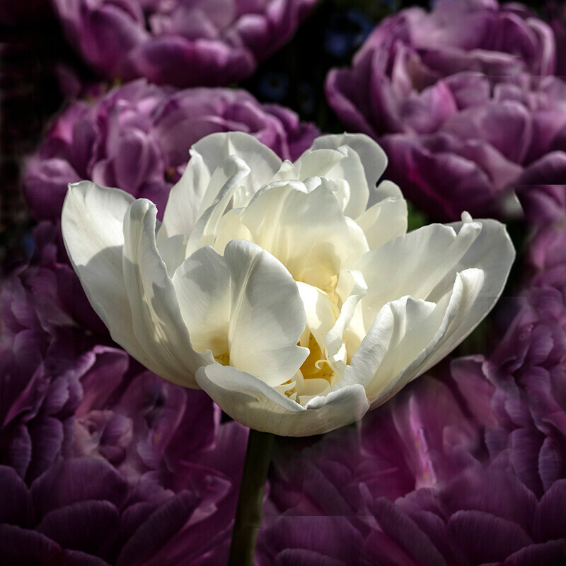 White amongst the purple - Recent Work