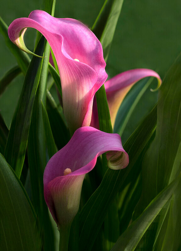 Three canna lilies - Recent Work