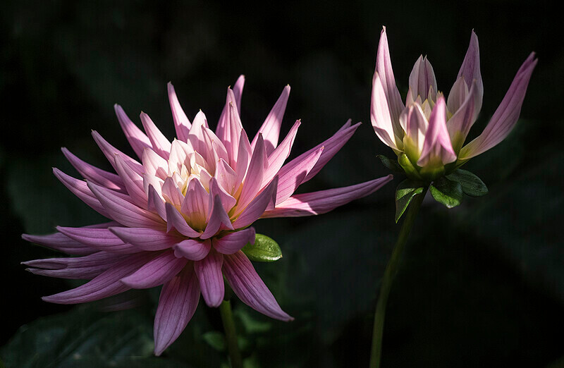 Dahlias in the sun - Recent Work