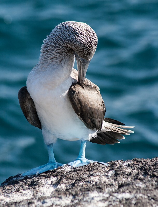 Blue-footed Booby - Wildlife