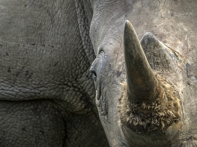 Rhino at close quarters  - Wildlife