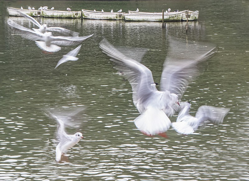 Boats and Gulls - Landscape