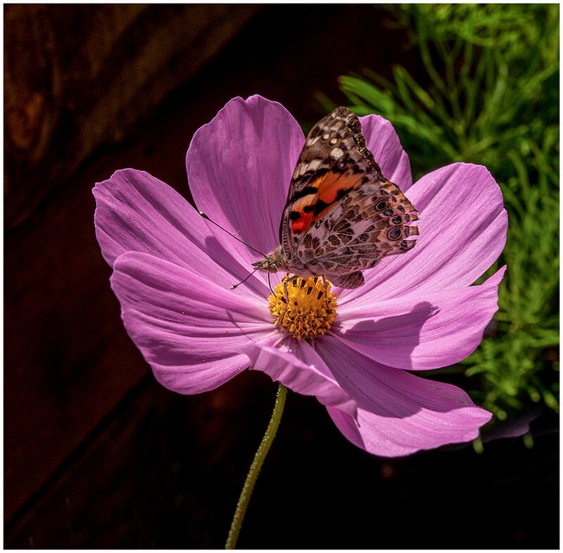 Painted Lady on Cosmos - Flora