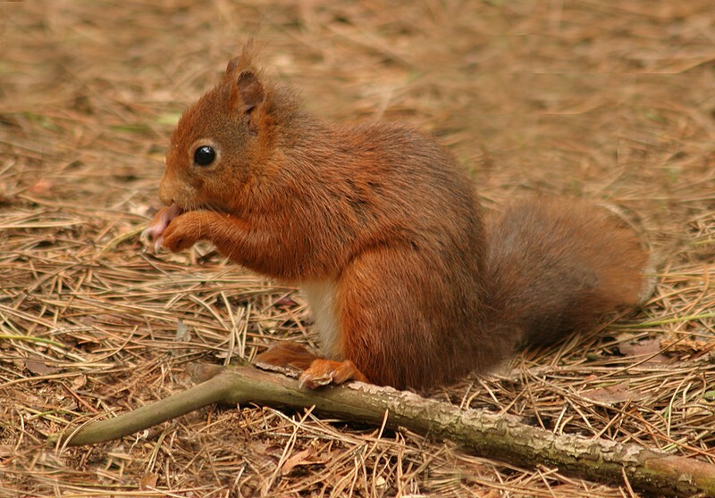 Red Squirrel - Wildlife