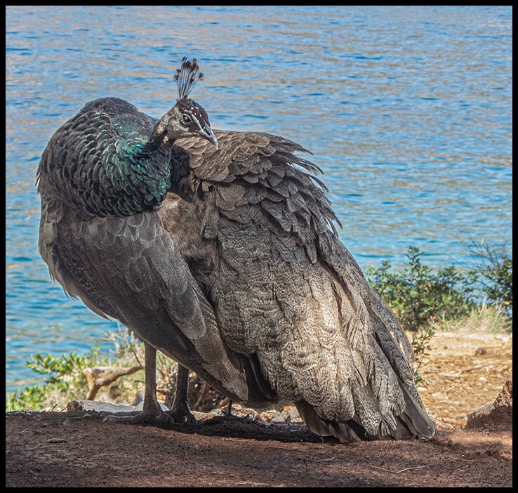 Lokrum Peacock - Wildlife