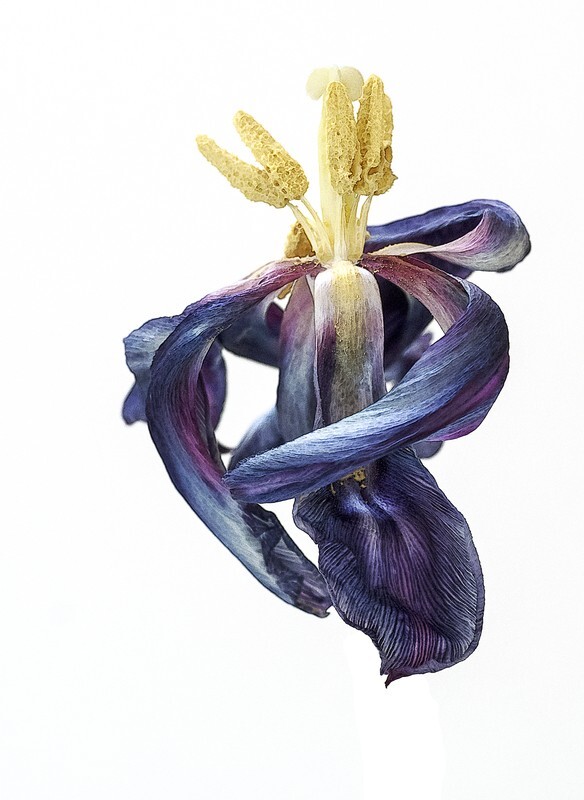 19 - Abstract Flowers