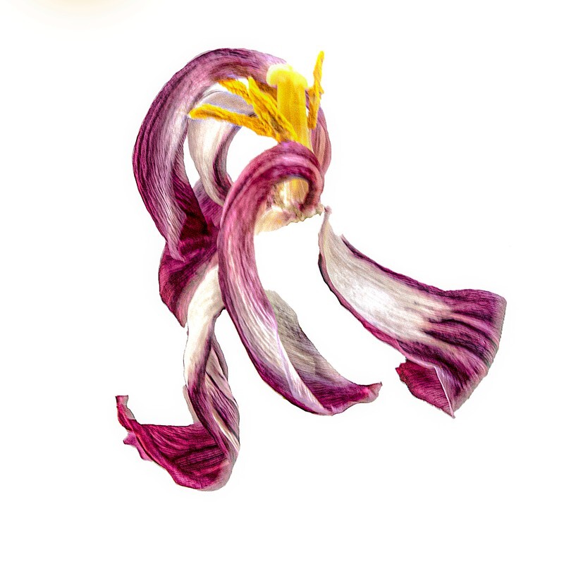 12 - Abstract Flowers