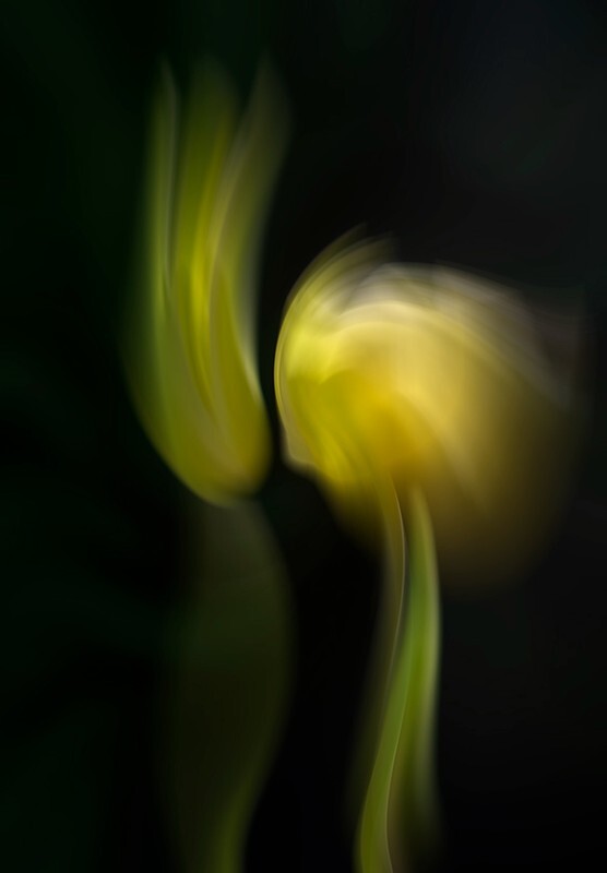 Two tulips - Abstract