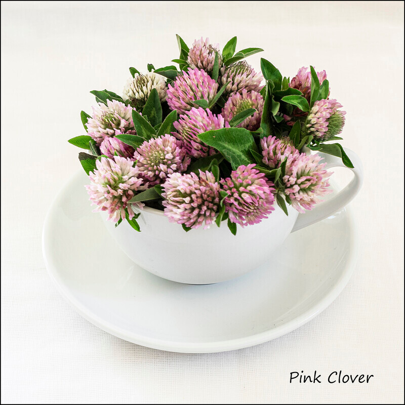 Pink Clover - Wild flowers in an cup and saucer