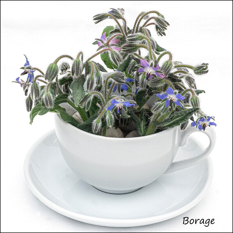 Borage - Wild flowers in an cup and saucer