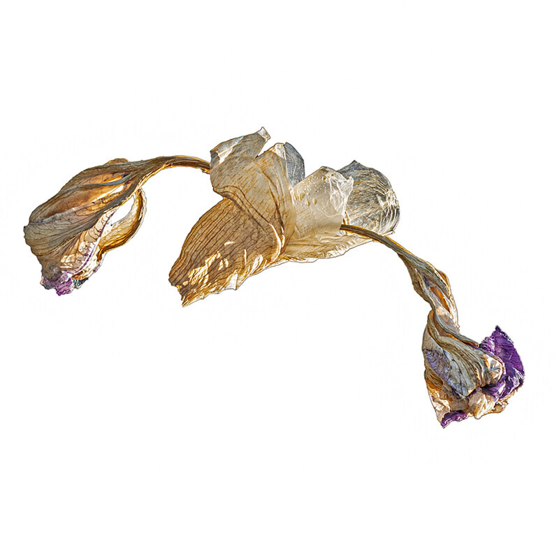 01 Bearded Iris after flowering - Abstract Flowers