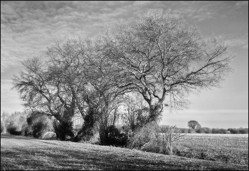 Winter trees - Recent Work