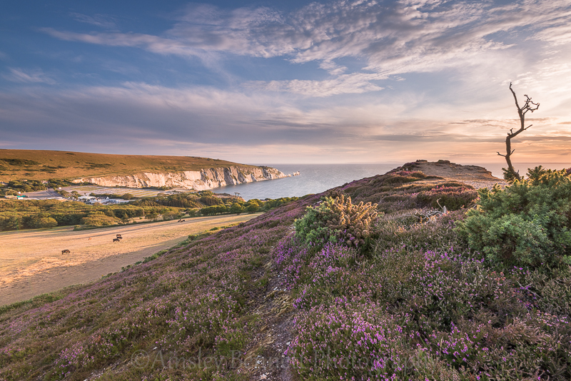 ab136 Headon Warren - The Needles and Alum Bay