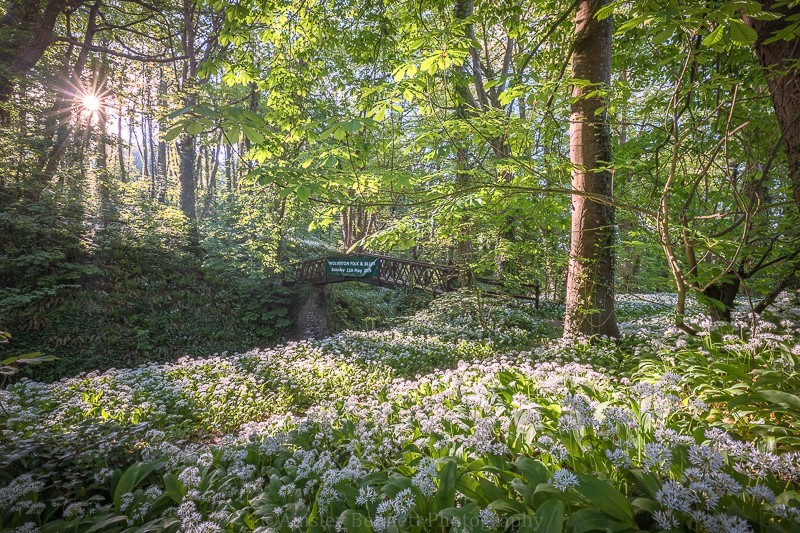 ab557 Wild Garlic Shorwell - Central areas of the Island