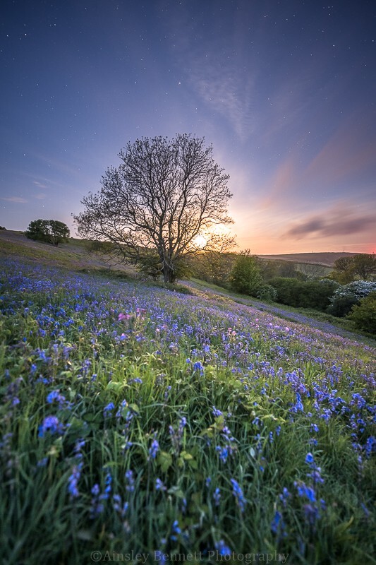 ab648 Moonlight and Bluebells on Wroxall Down - Latest Images