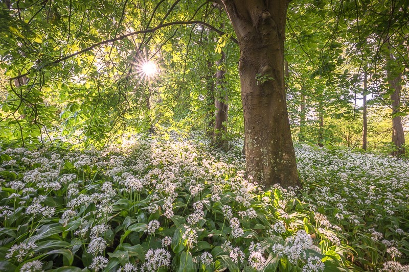 ab558 Shorwell wild garlic - Central areas of the Island