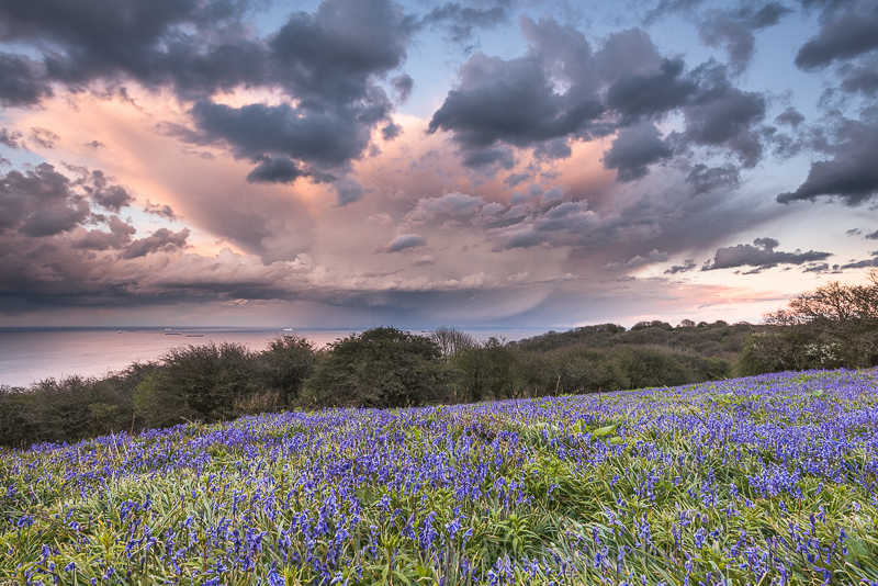 ab257 Bluebells and storm cloud Ventnor Down - Ventnor and St Lawrence