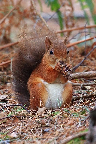EOS 5D Mark III_3920 pse Brownsea Oct 14 - Legacy images - prior to 2018