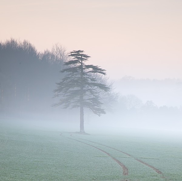 Moor Crichel 3368 v3 - Best of 2019 - Spring, Summer