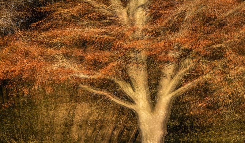 IMG_1111 v2 - ICM