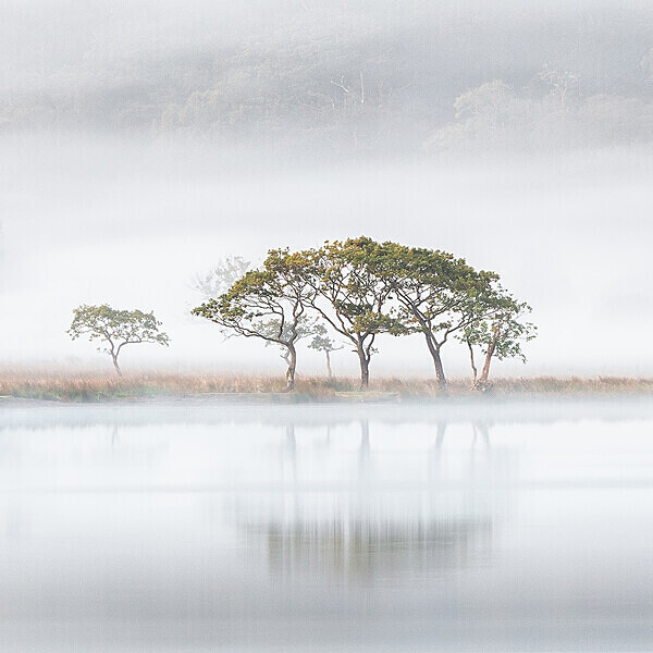 Crummock White Tree IMG_9270 v6 - Best of 2019 - Autumn, Winter