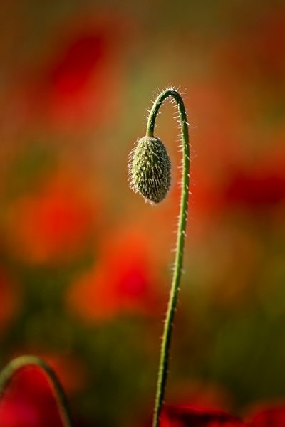 Poppy! IMG_8600-01-sharp-resized - Best of 2020