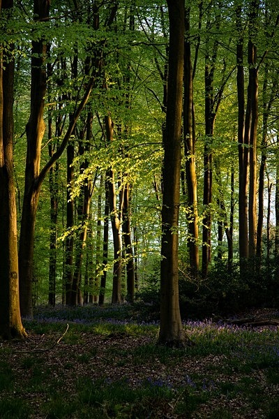 Micheldever Wood 7847 - Best of 2019 - Spring, Summer