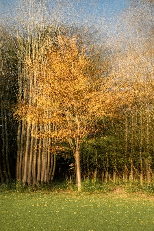 IMG_0494 v3 - ICM