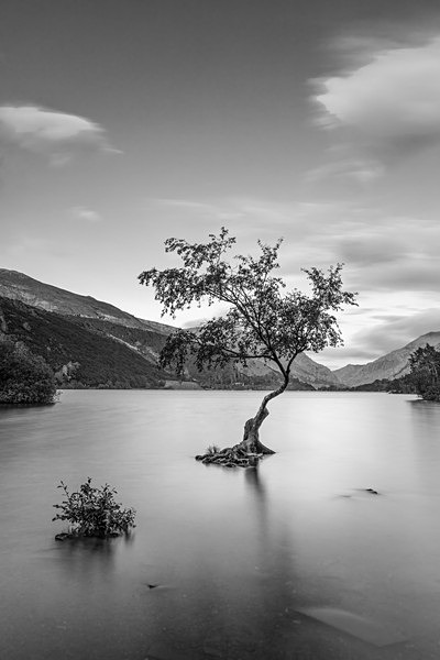 Llanberis lone tree 0453 bw - Best of 2019 - Spring, Summer