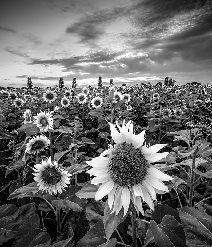 IMG_5543 v2v2 bw v3 - Portfolio