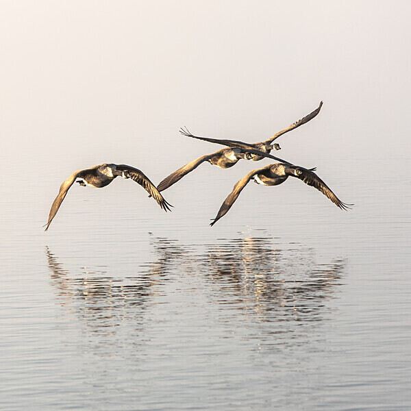 Derwent Geese IMG_9428 v2 - Best of 2019 - Autumn, Winter