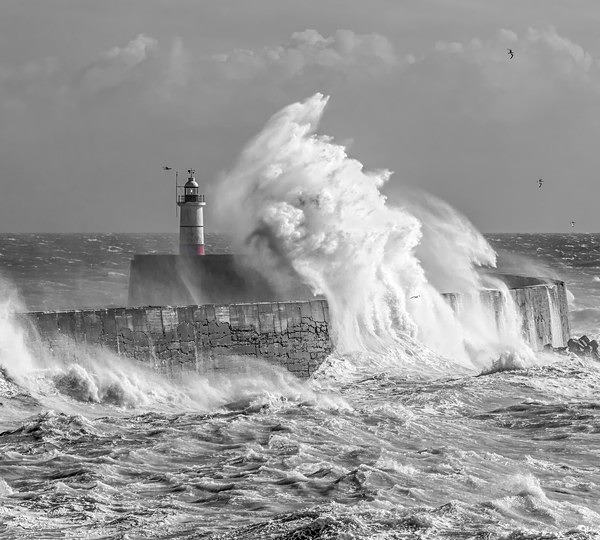 Newhaven 4730 bw v3 - Best of 2019 - Spring, Summer
