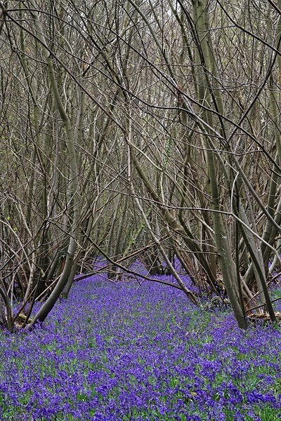 IMG_5868 pse Bluebell wood - Legacy images - prior to 2018