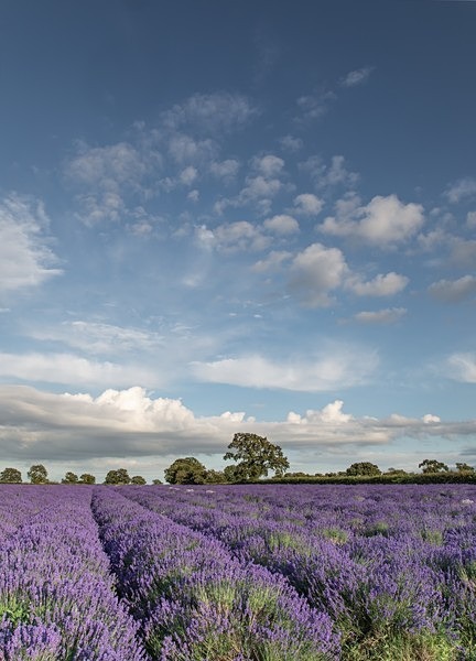 Somerset Lavender 2010 v2 - Best of 2019 - Spring, Summer