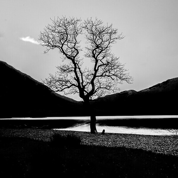 Crummock Water Tree IMG_2745 - Best of 2019 - Autumn, Winter